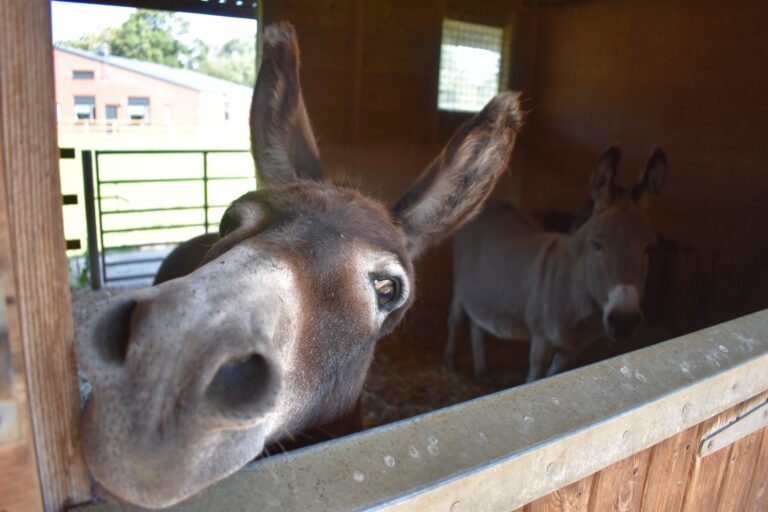 image of donkey
