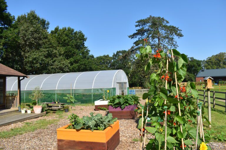 image of a garden with plants growing and a green house