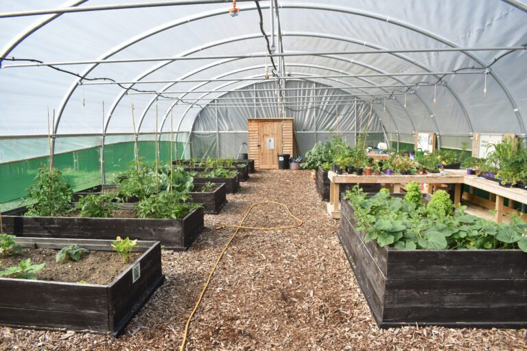 image of inside a green house
